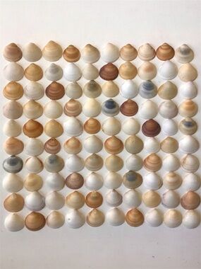 Seashells 100 Bittersweet Clam Shells 1” to 1-1/4” Natural Beach Art Craft Decor